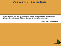 Phagocyte Chemotaxis