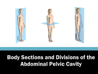 Body Sections and Divisions of the Abdominal Pelvic Cavity