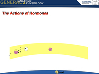 The Actions of Hormones