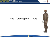 The Corticospinal Tracts