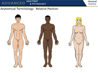 Anatomical Terminology: Relative Position