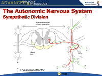 The Autonomic Nervous System - Sympathetic Division