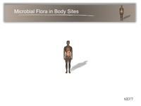 Microbial Flora in Body Sites