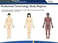Anatomical Terminology: Body Regions