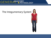 Skin and the Integumentary System