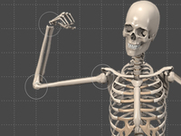 Classification of Joints