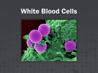 White Blood Cells