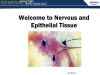 Nervous and Epithelial Tissue