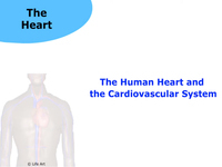 The Human Heart and the Cardiovascular System (Screencast)