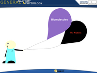 Biomolecules - The Proteins