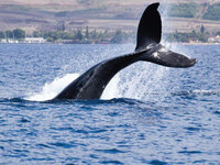 ["Japan’s Whale Food Culture: A Culinary Heritage at a Crossroads"]