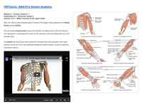 Major muscles of the upper limbs (affiliated readings)