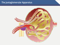 The Juxtaglomerular Apparatus