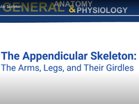 The Appendicular Skeleton (Screencast)