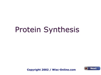 Protein Synthesis