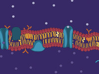 Construction of the Cell Membrane (Video)