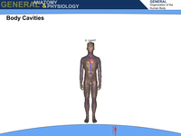 The Organization of the Human Body: Body Cavities