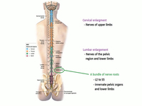 Overview of the spinal cord