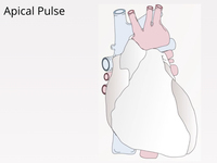 Apical Pulse