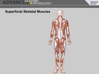 Superficial Skeletal Muscles (Screencast)