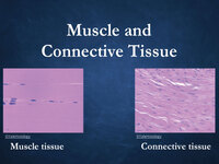 Muscle and Connective Tissue