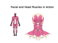 Facial and Head Muscles in Action (Screencast)