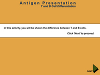 Antigen Presentation: T and B Cell Differentiation