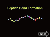 Peptide Bond Formation