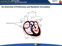 An Overview of Pulmonary and Systemic Circulation