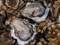 ["Building Sustainability with Oysters: A Case of the Great Eagle Group"]