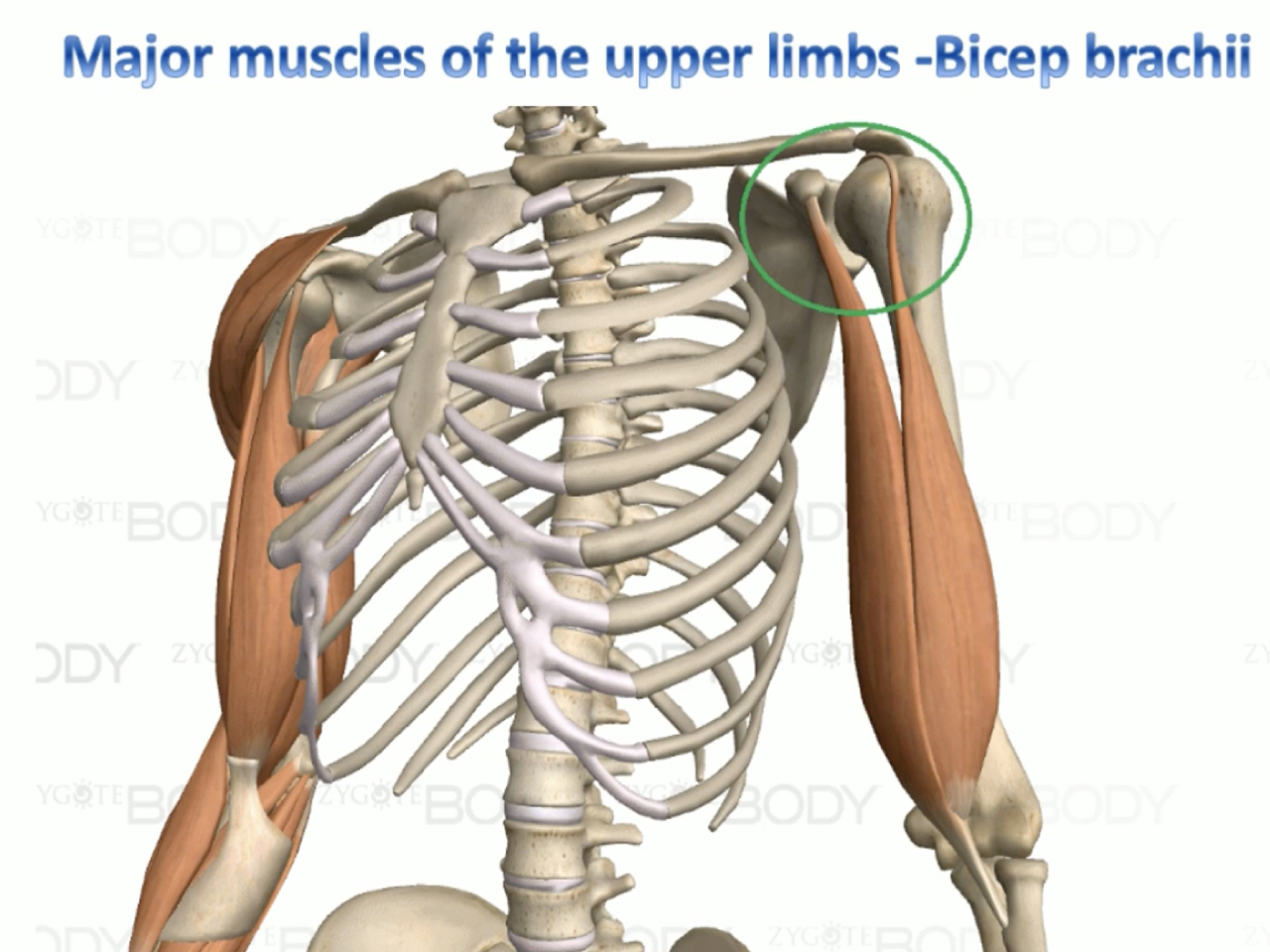 Major muscles of the upper limbs