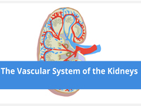 The Vascular System of the Kidneys