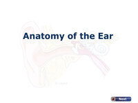 Anatomy of the Ear