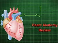 Heart Anatomy Review