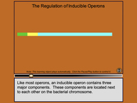 The Regulation of Inducible Operons
