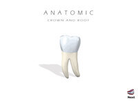 Anatomic Crown and Root
