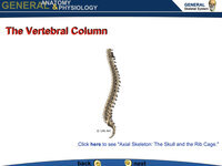 The Vertebral Column