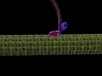 The Workhorse of the Cell: Kinesin