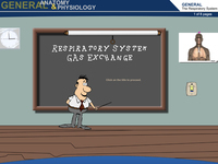 Respiratory System Gas Exchange