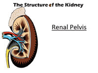 The Structure of the Kidney (Screencast)
