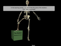 The Skeleton: Bones & Joints