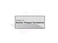 Stages of Dental Plaque Formation (Screencast)