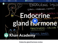 Endocrine system introduction