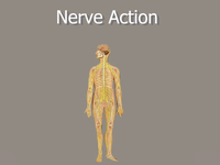 Nerve Action (Screencast)
