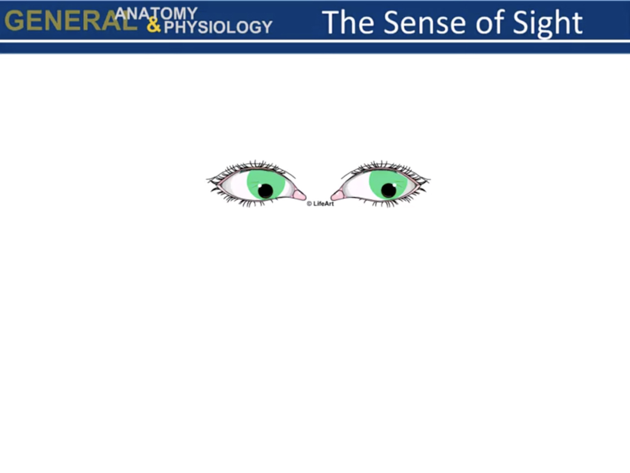 The Sense of Sight (Screencast)
