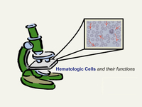 Hematologic Cells and their Functions: Blood Cell Identification (Screencast)