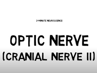 2-Minute Neuroscience: Optic Nerve (Cranial Nerve II)