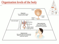 Organization of human body