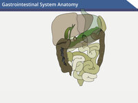 Gastrointestinal System Anatomy (Screencast)