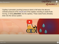 Capillary Dynamics (Screencast)